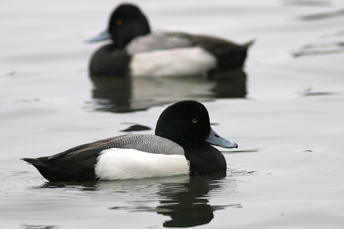 Greater Scaup - ML615879235