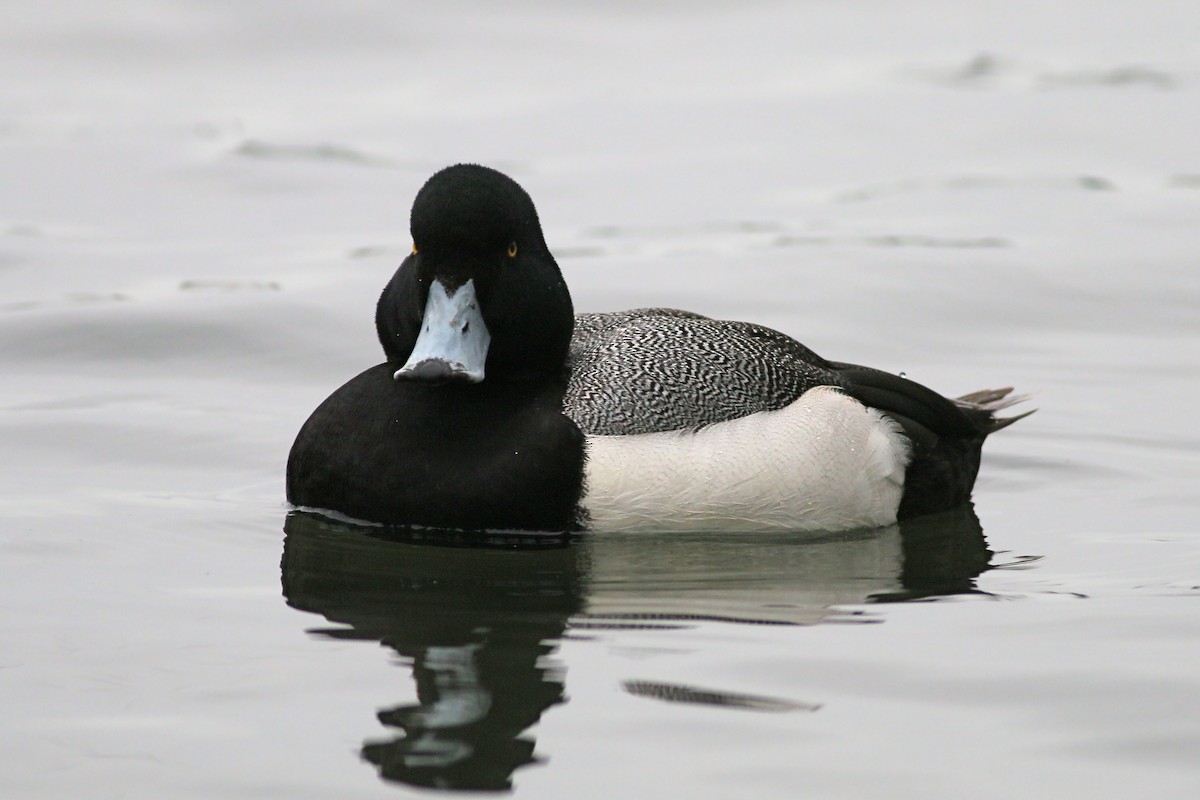 Greater Scaup - ML615879236