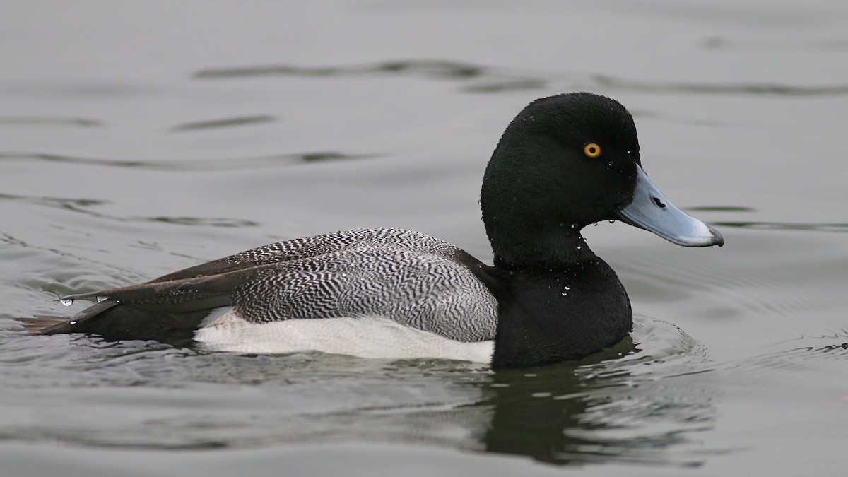 Greater Scaup - ML615879237
