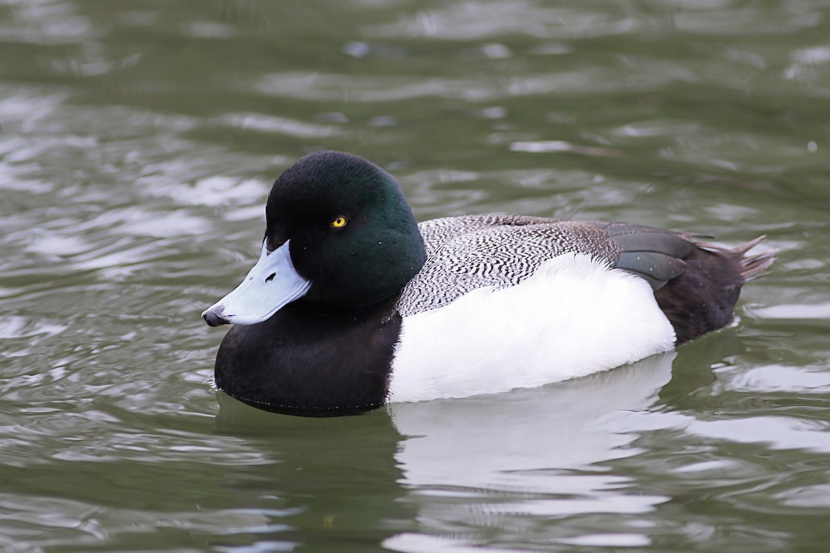 Greater Scaup - Jan Andersson