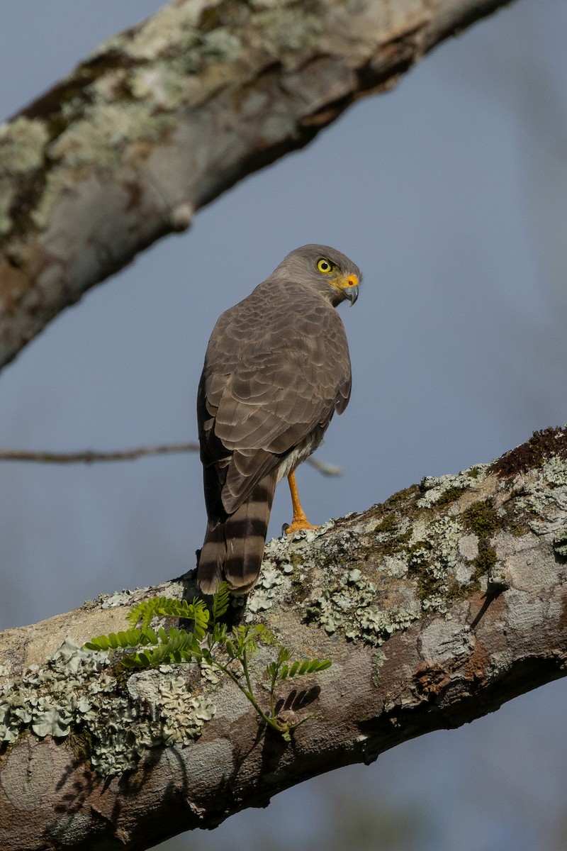 Roadside Hawk - ML615879255