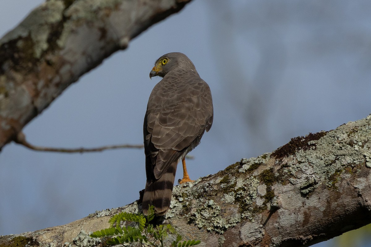 Roadside Hawk - Gordon Starkebaum