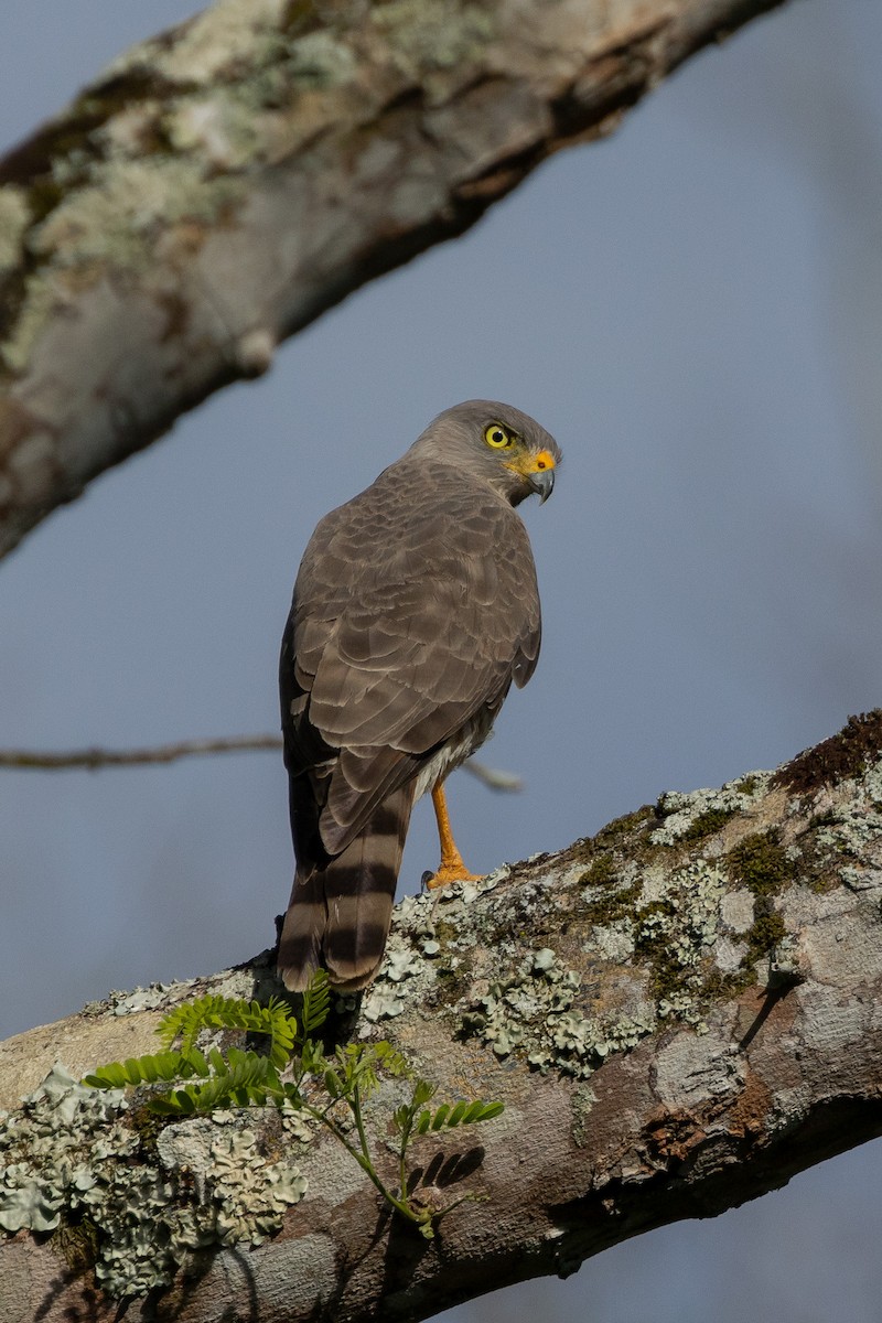 Roadside Hawk - Gordon Starkebaum