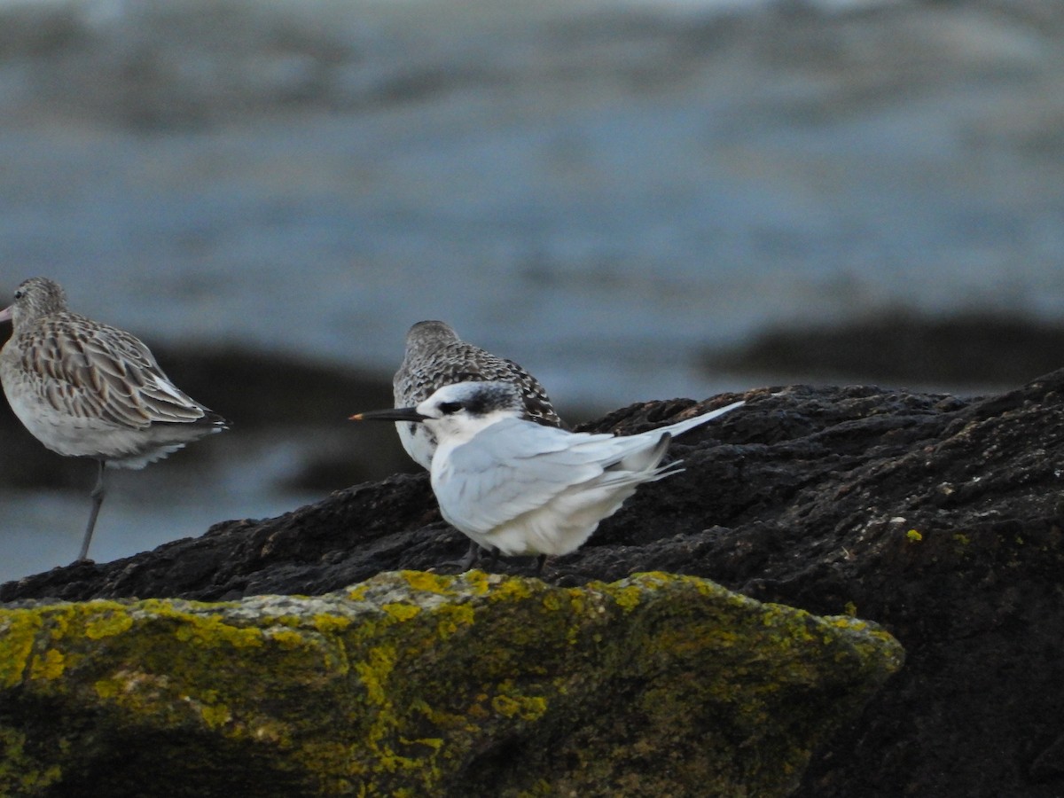 Sandwich Tern - ML615879264