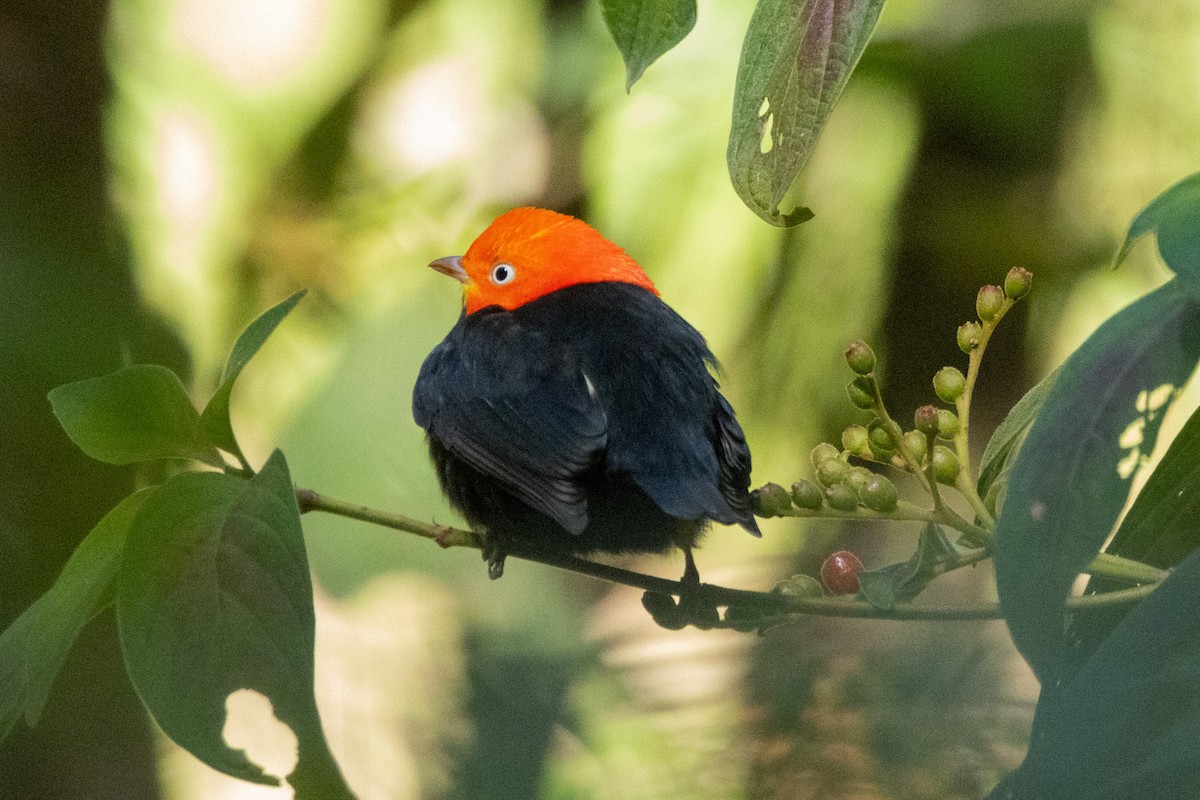Red-capped Manakin - ML615879300
