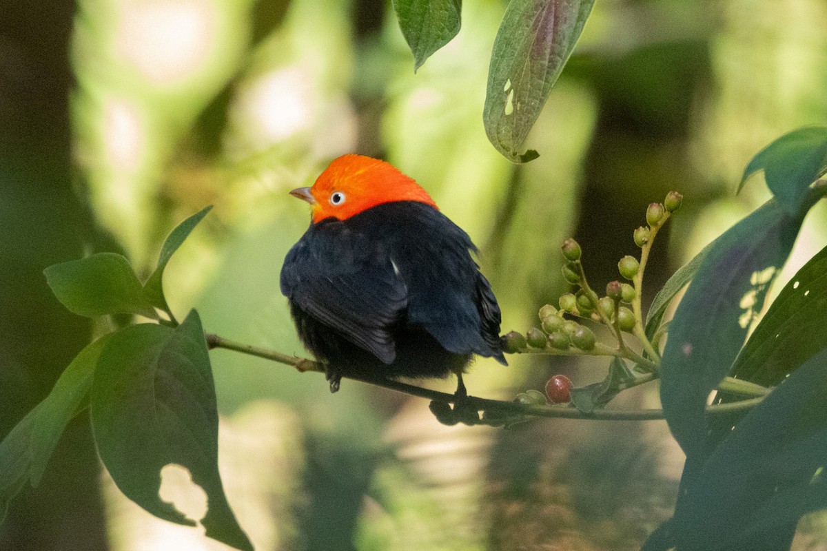 Red-capped Manakin - ML615879301