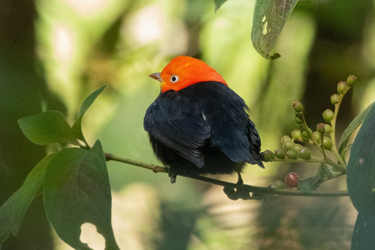 Red-capped Manakin - ML615879302