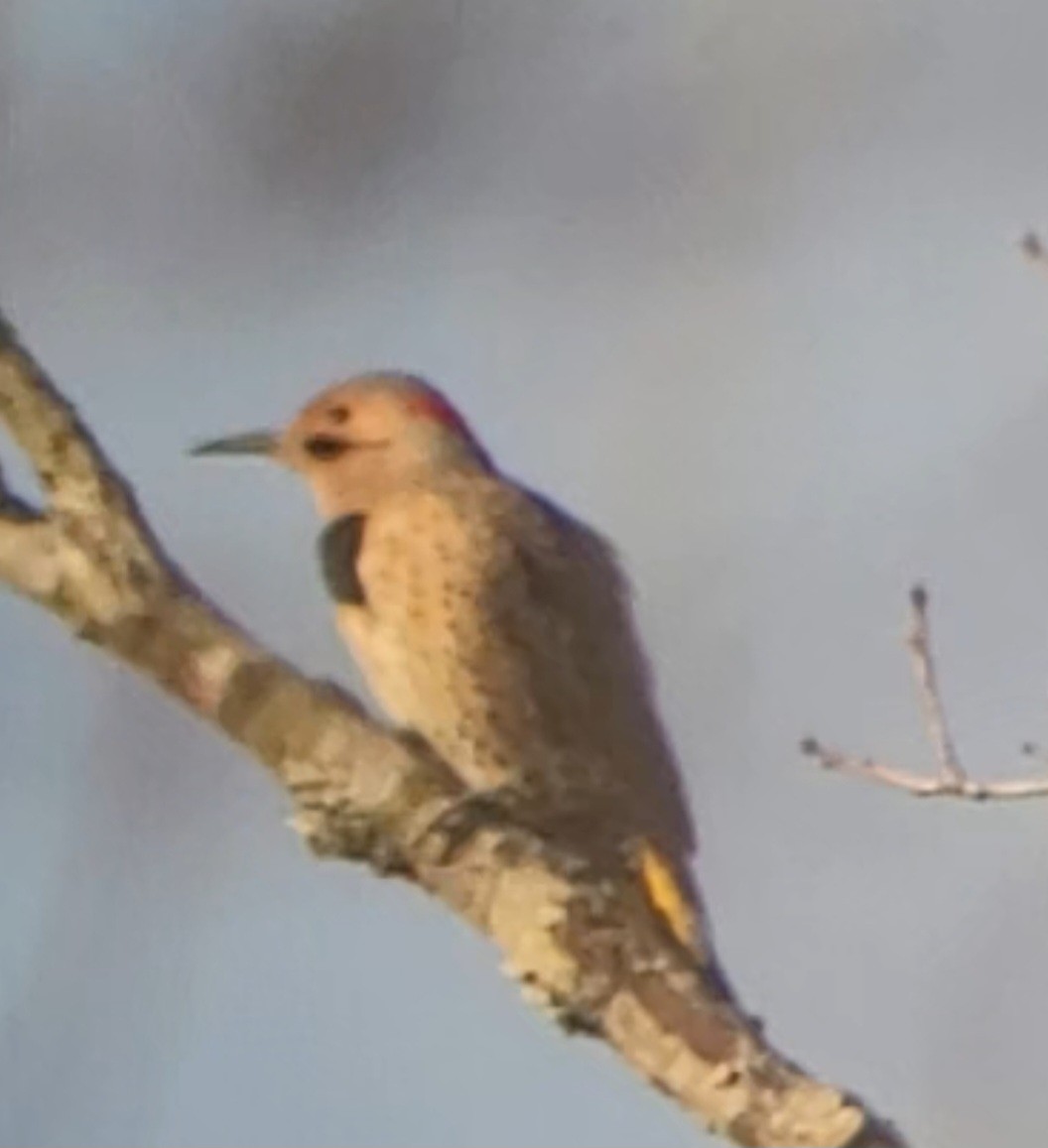 Northern Flicker (Yellow-shafted) - ML615879327