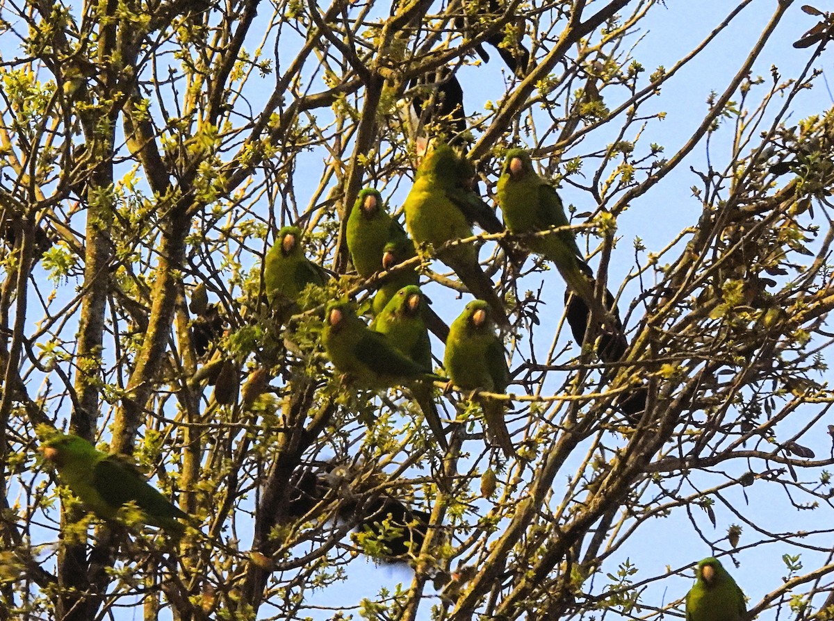 Aratinga Verde - ML615879339