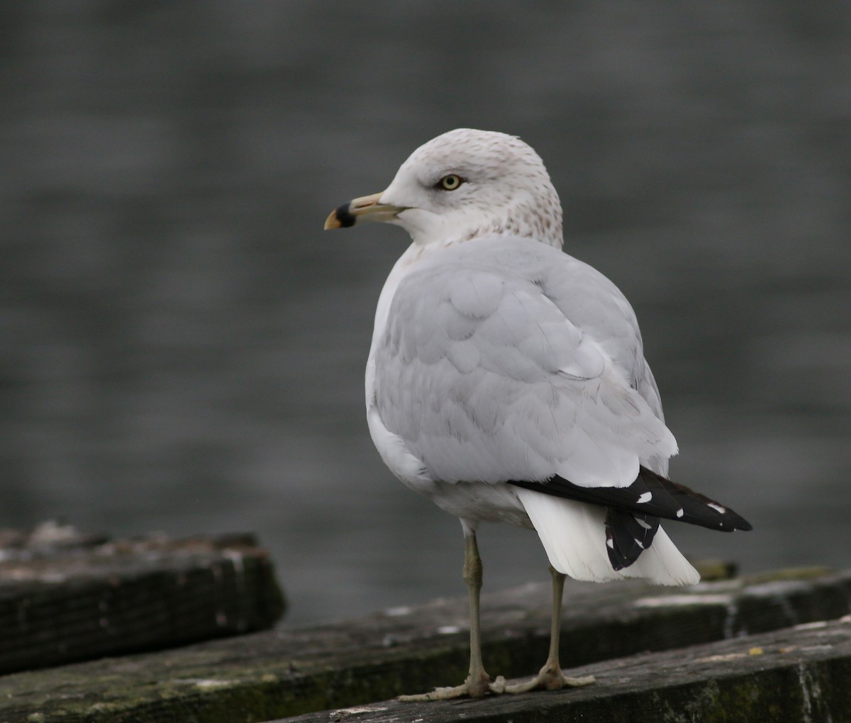 Ring-billed Gull - Jan Andersson
