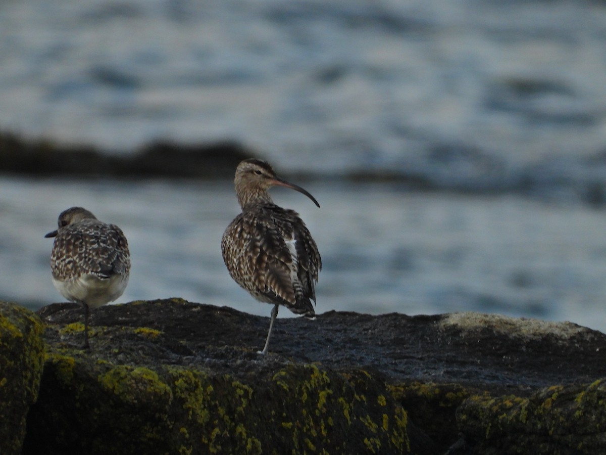 Whimbrel - ML615879349