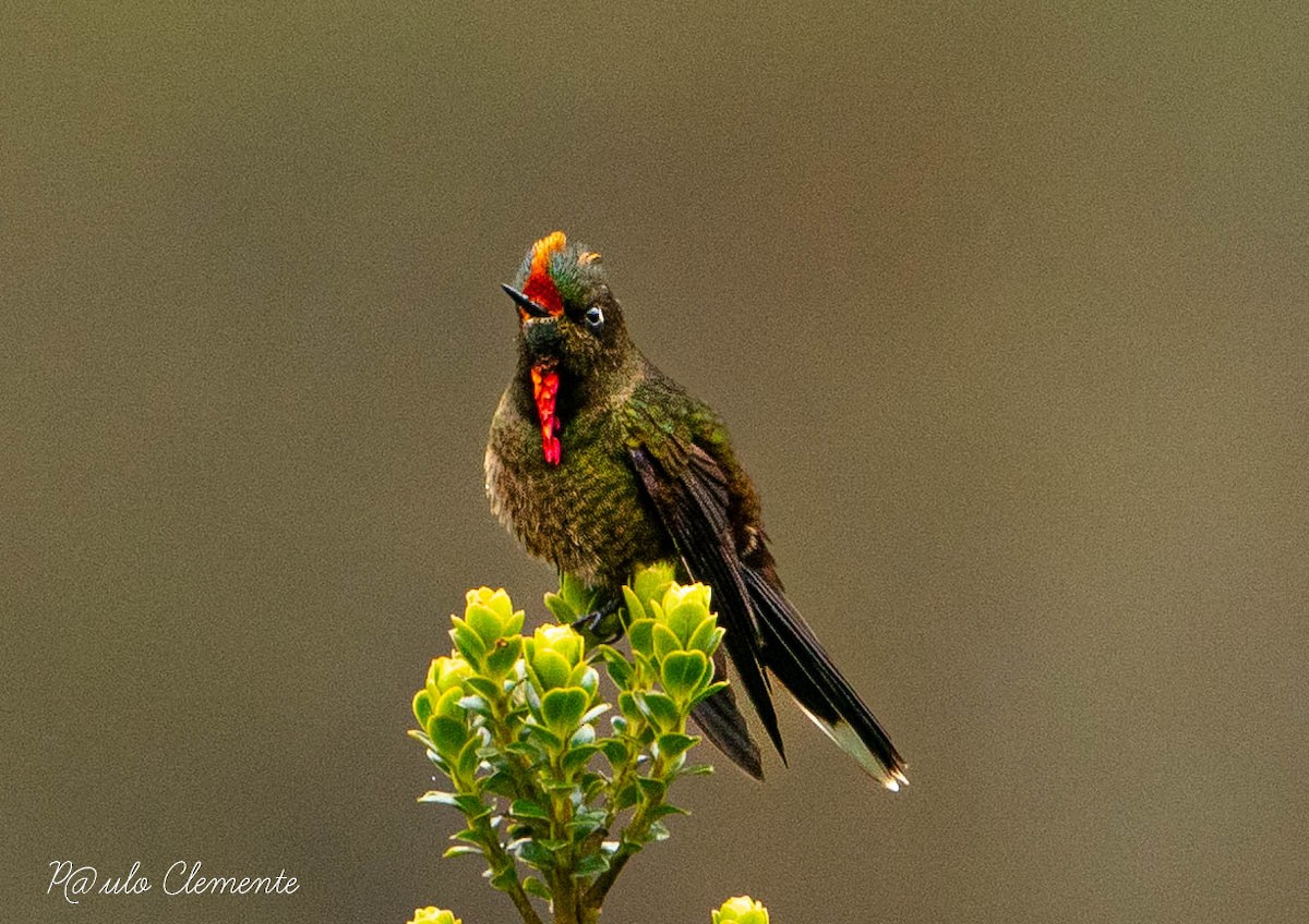 Rainbow-bearded Thornbill - ML615879379