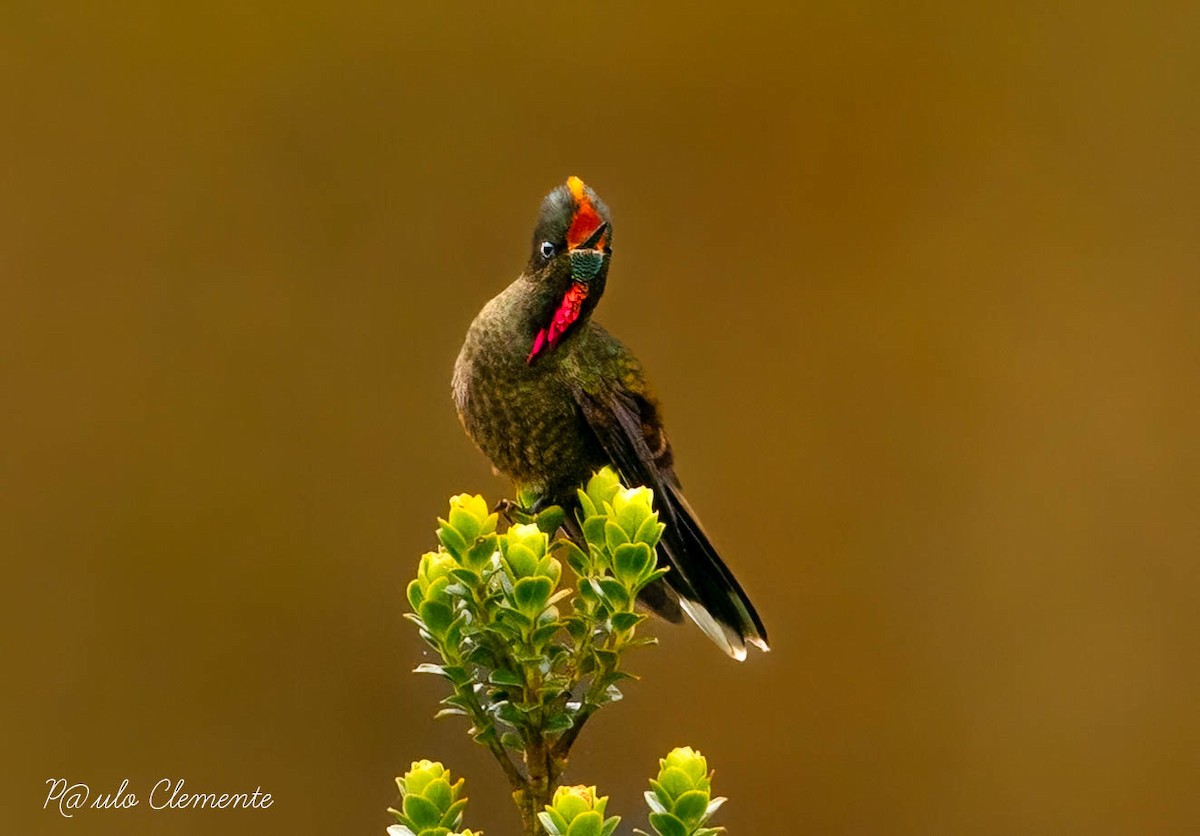 Rainbow-bearded Thornbill - ML615879380