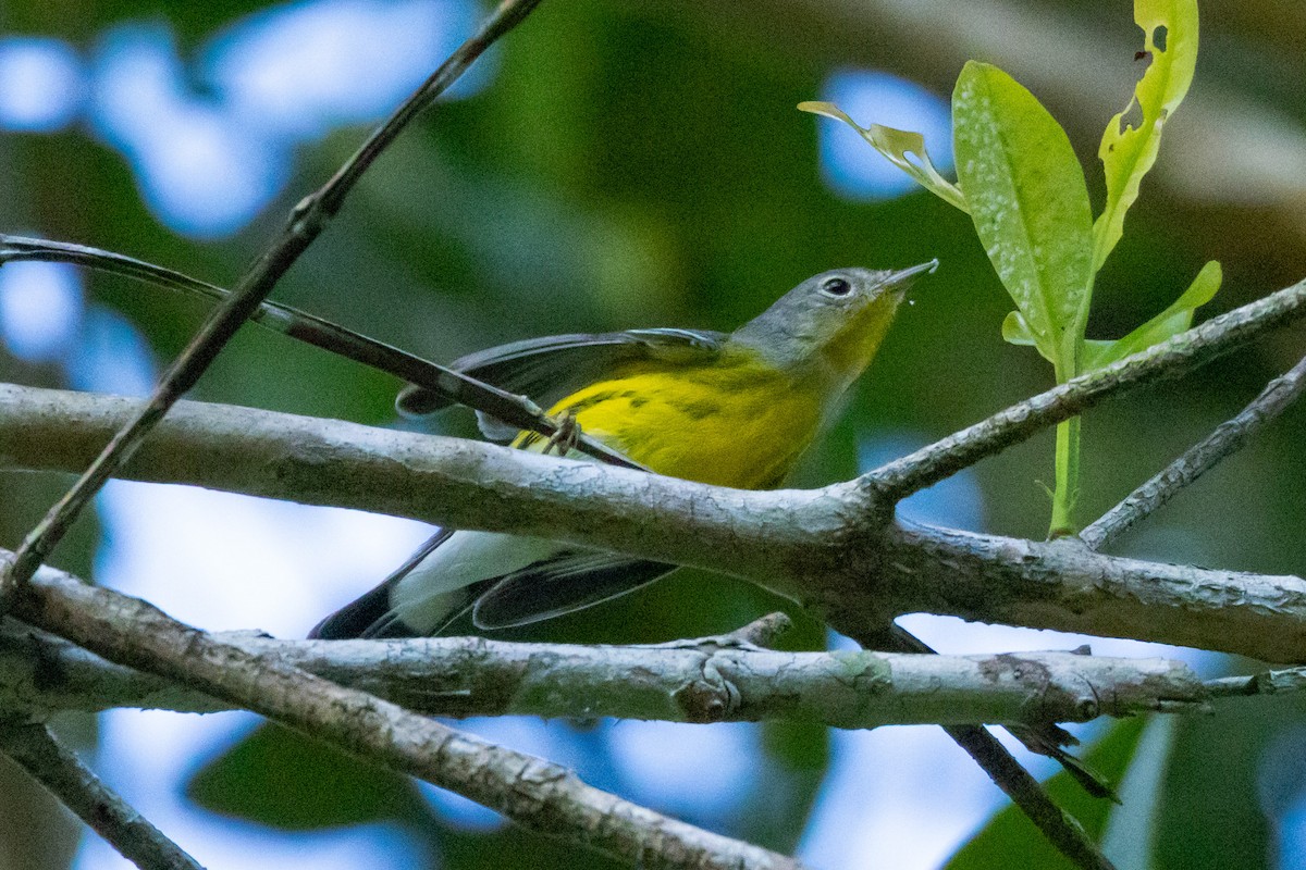 Magnolia Warbler - ML615879403