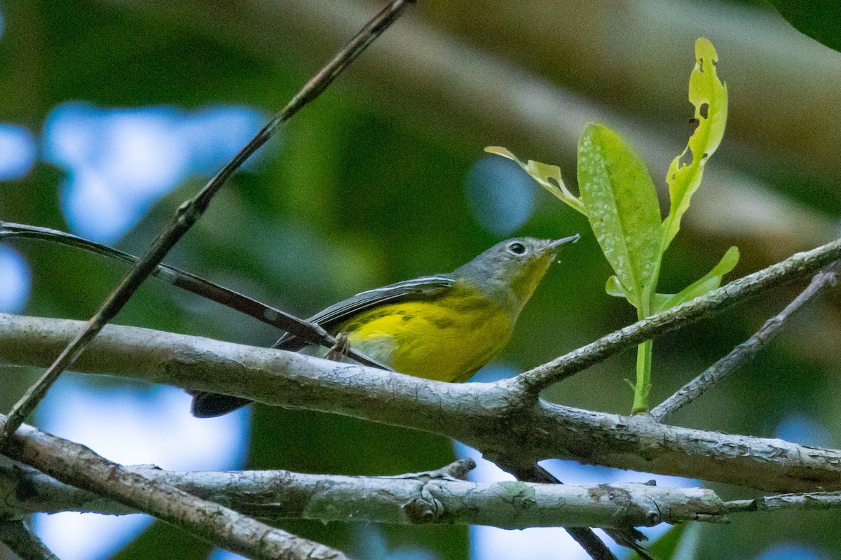 Magnolia Warbler - ML615879404