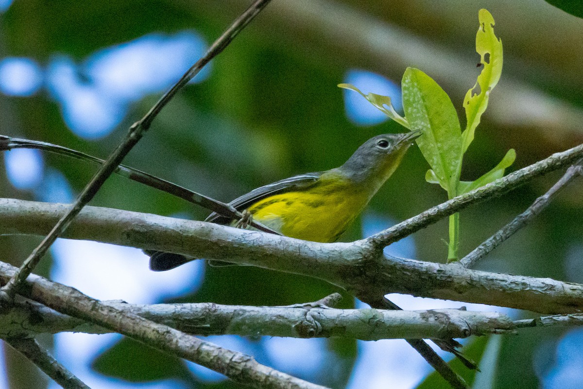 Magnolia Warbler - ML615879405