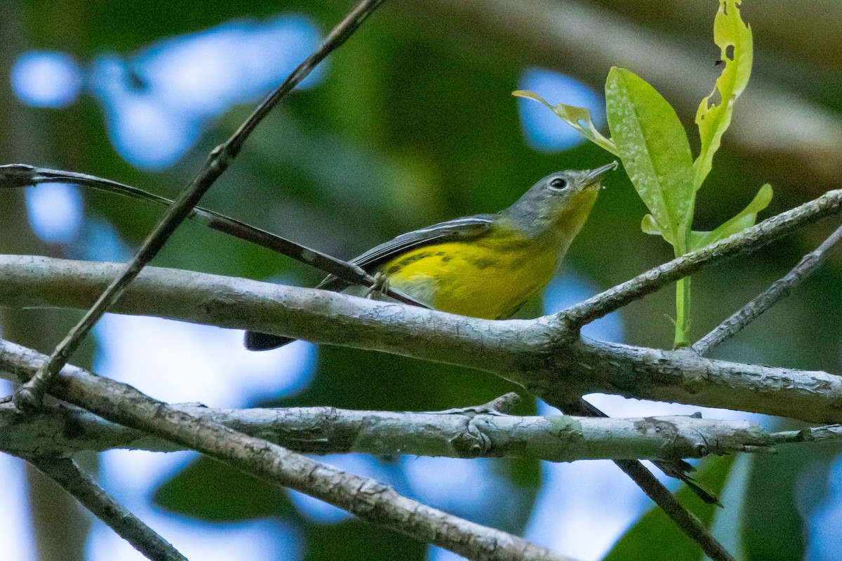 Magnolia Warbler - ML615879406