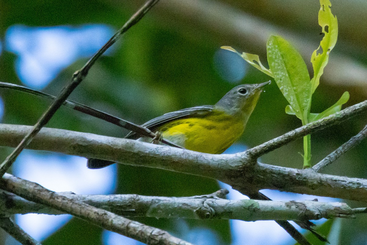 Magnolia Warbler - ML615879407