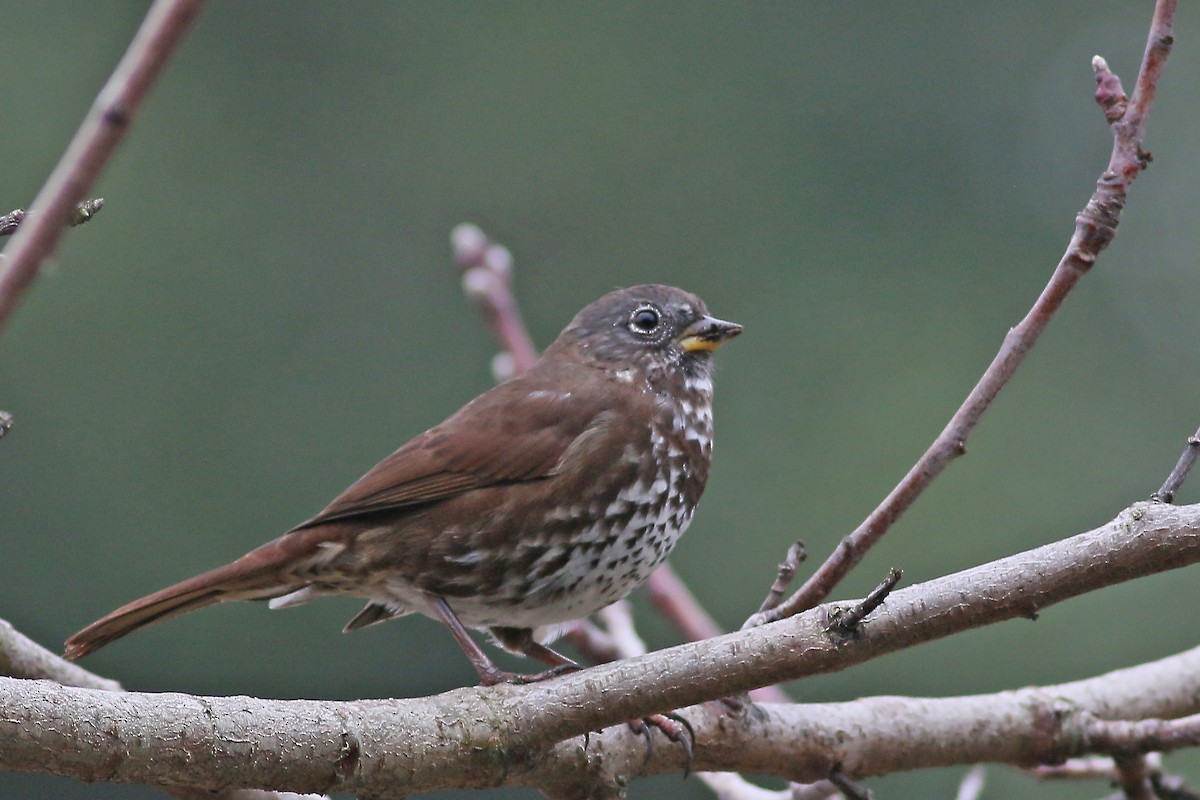 Fox Sparrow - ML615879442