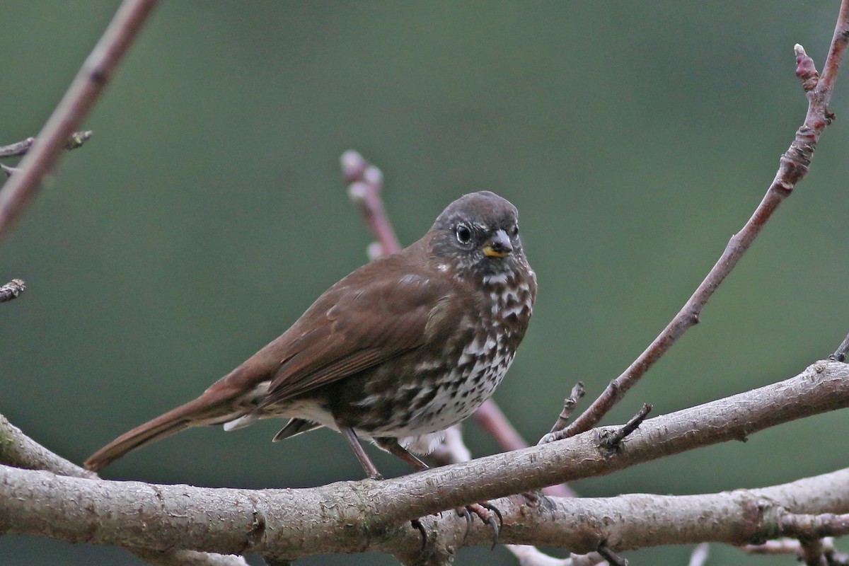 Fox Sparrow - ML615879443