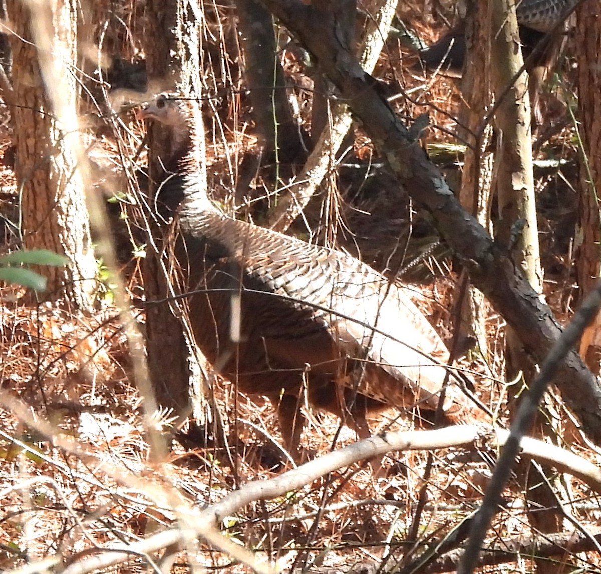 Wild Turkey - ML615879446