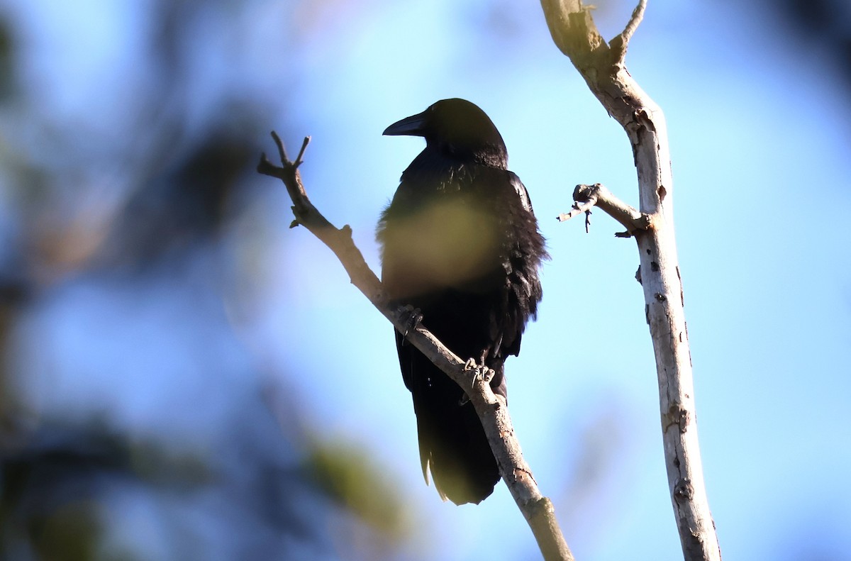 Common Raven - Millie and Peter Thomas