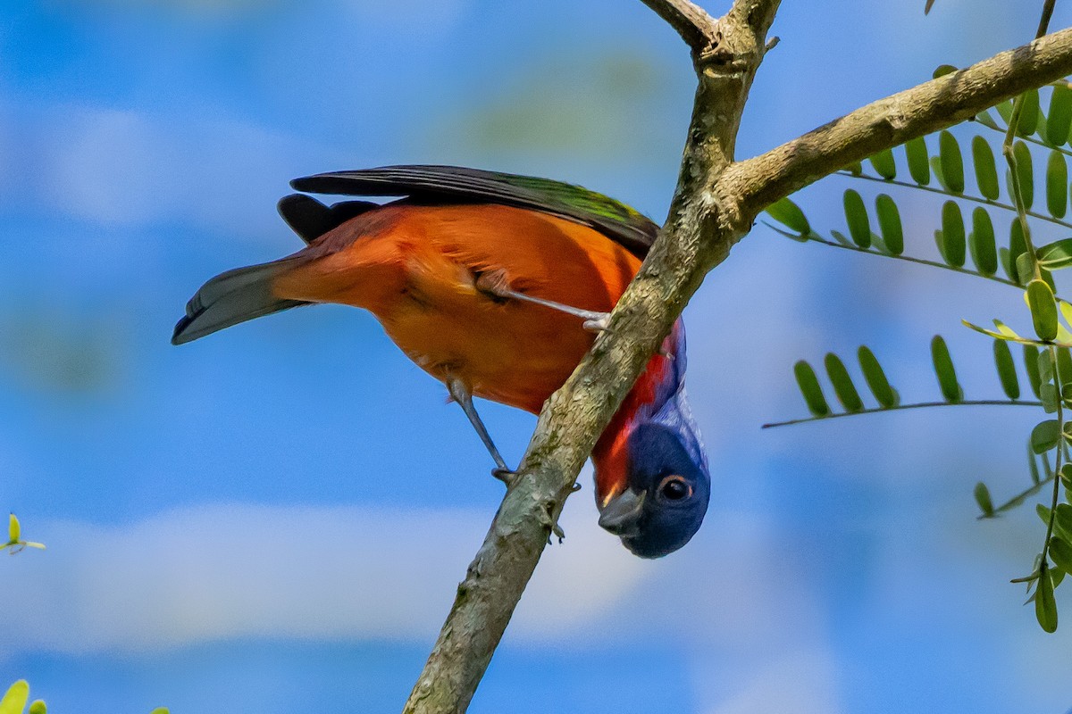 Painted Bunting - ML615879477