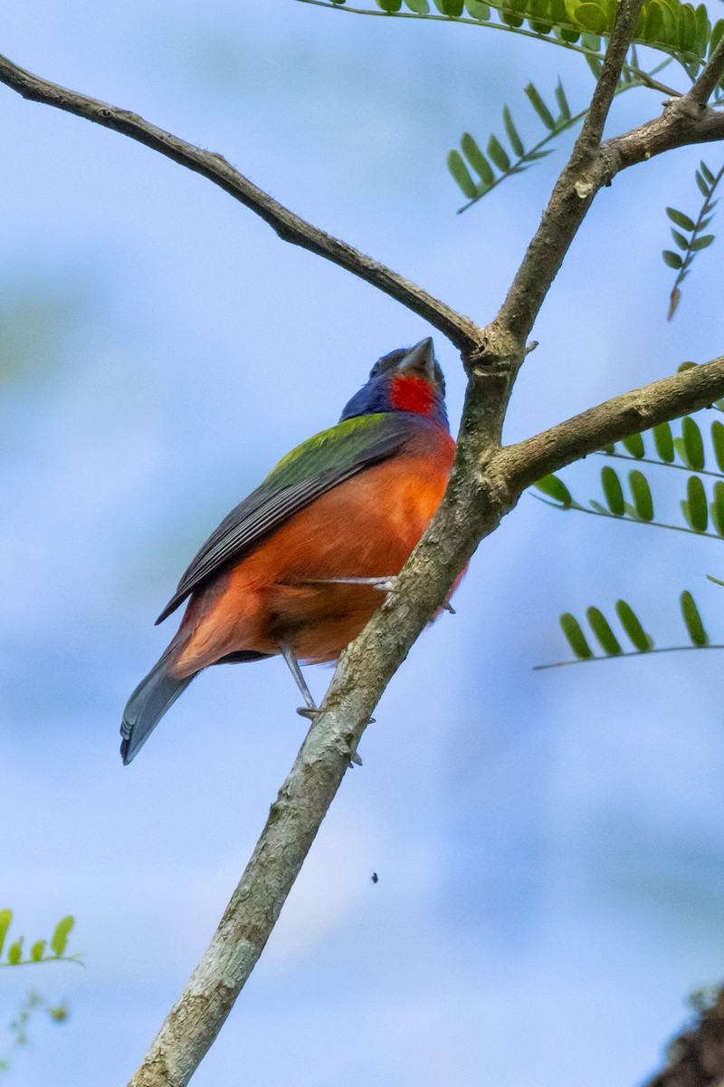 Painted Bunting - ML615879480