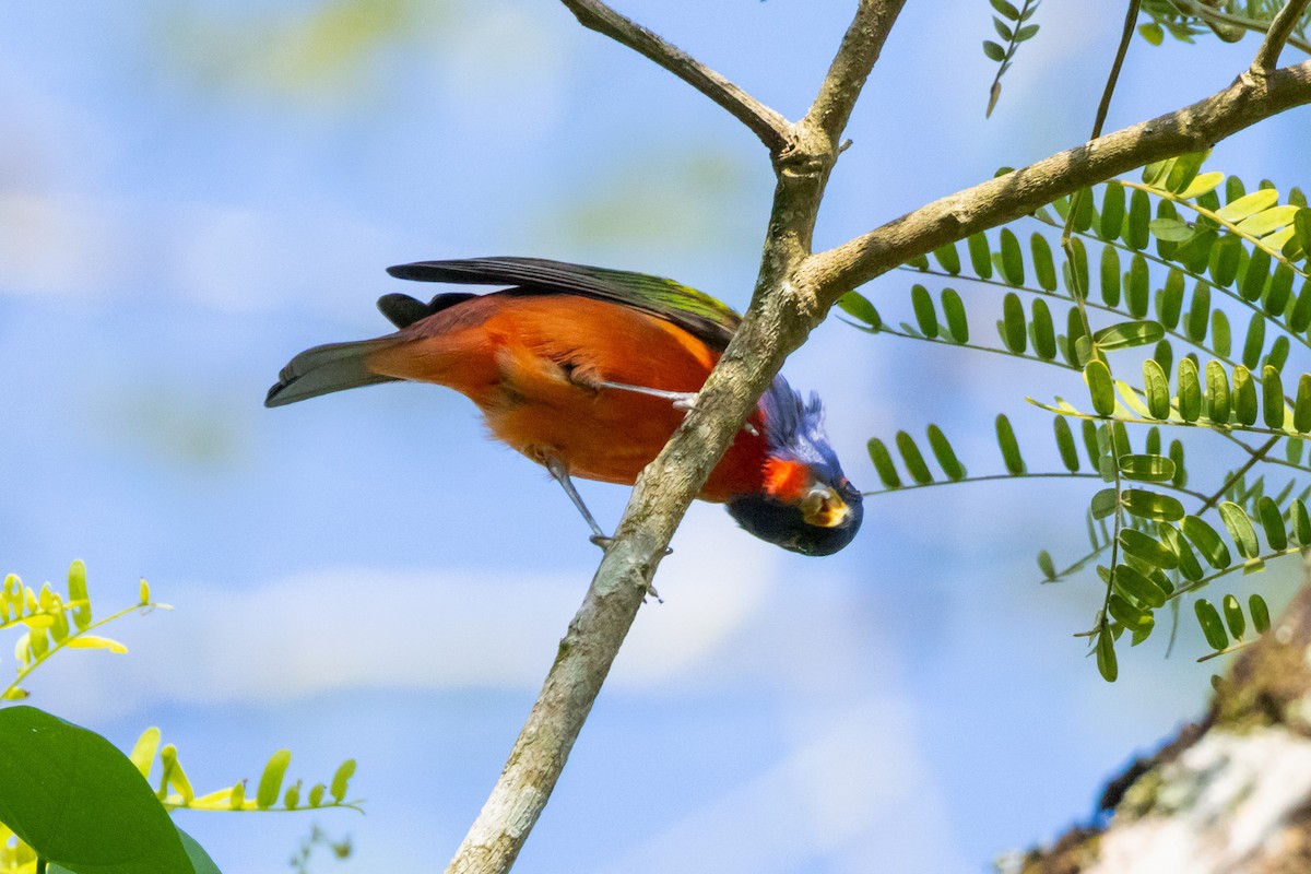 Painted Bunting - ML615879481