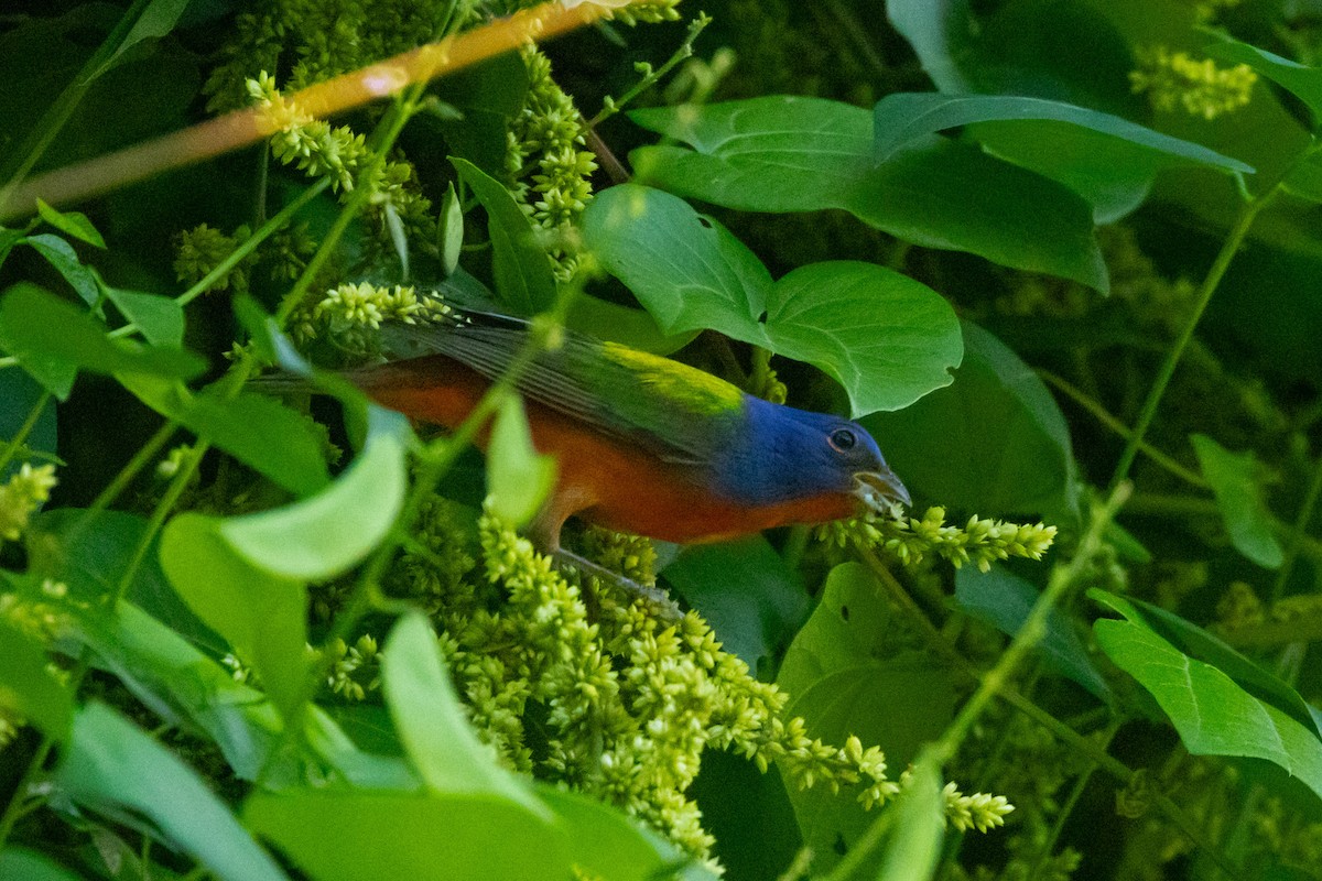 Painted Bunting - ML615879482
