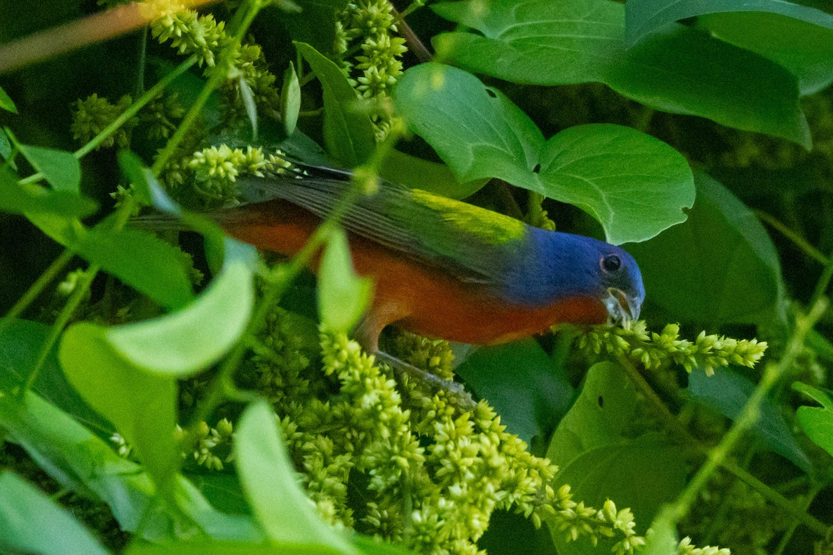 Painted Bunting - ML615879483