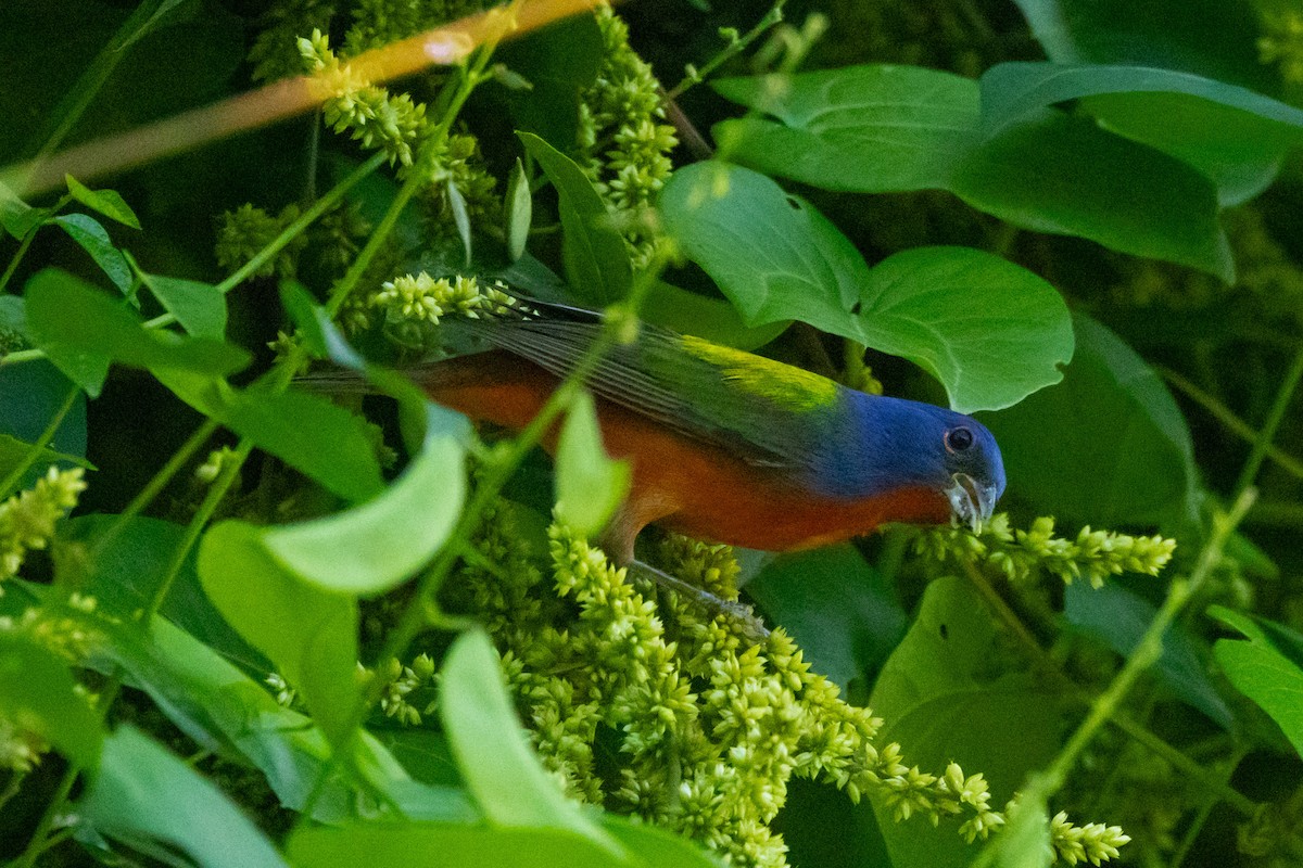 Painted Bunting - ML615879485