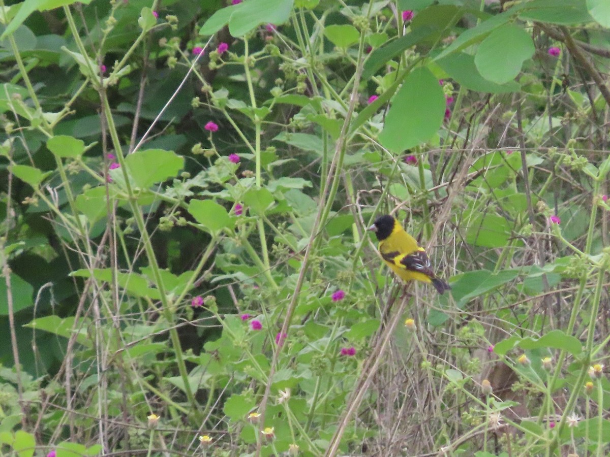 Saffron Siskin - ML615879489