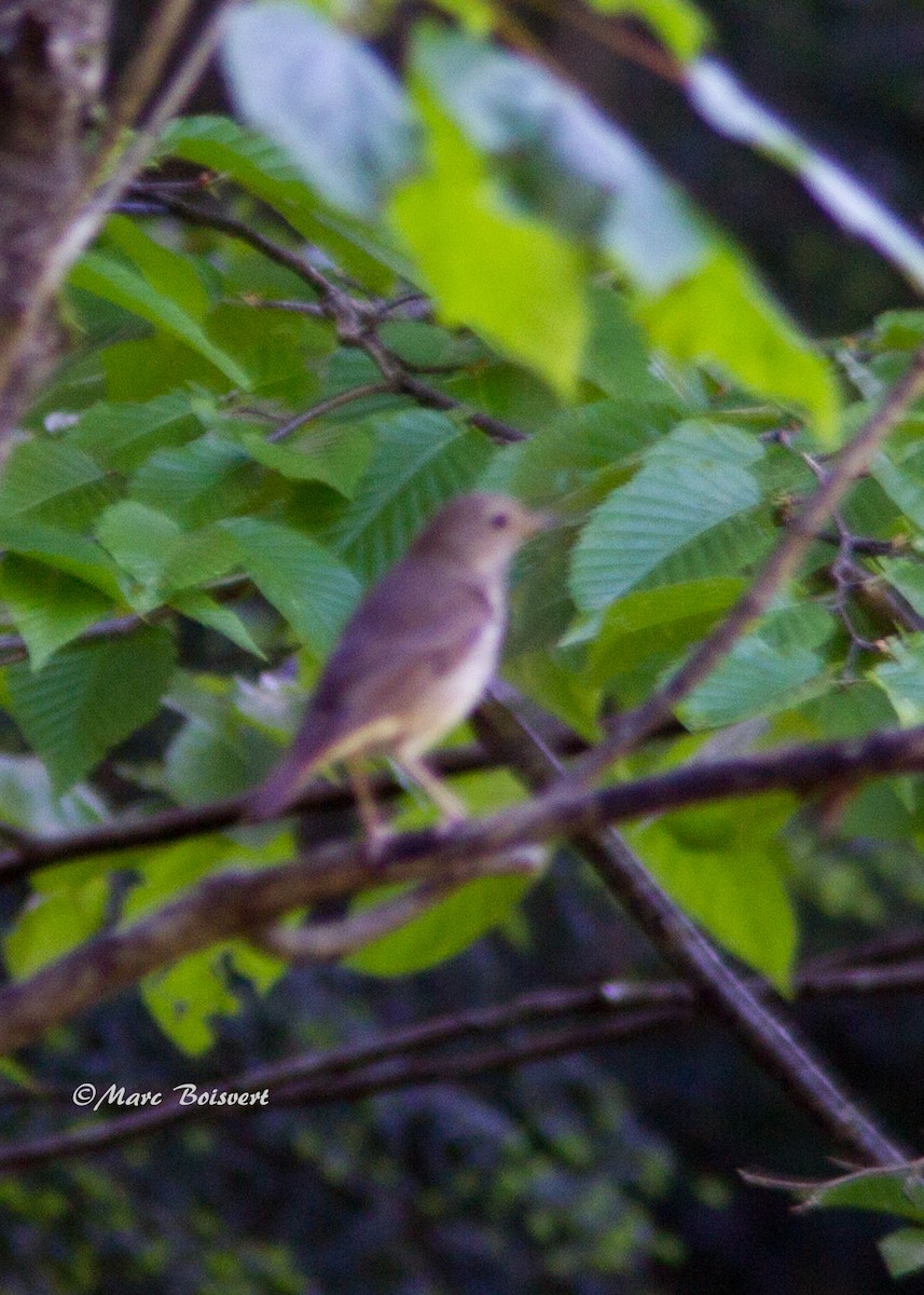 Swainson's Thrush - ML61587951