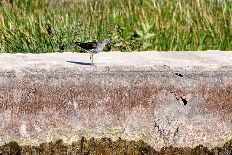 Green Sandpiper - Tomáš Grim