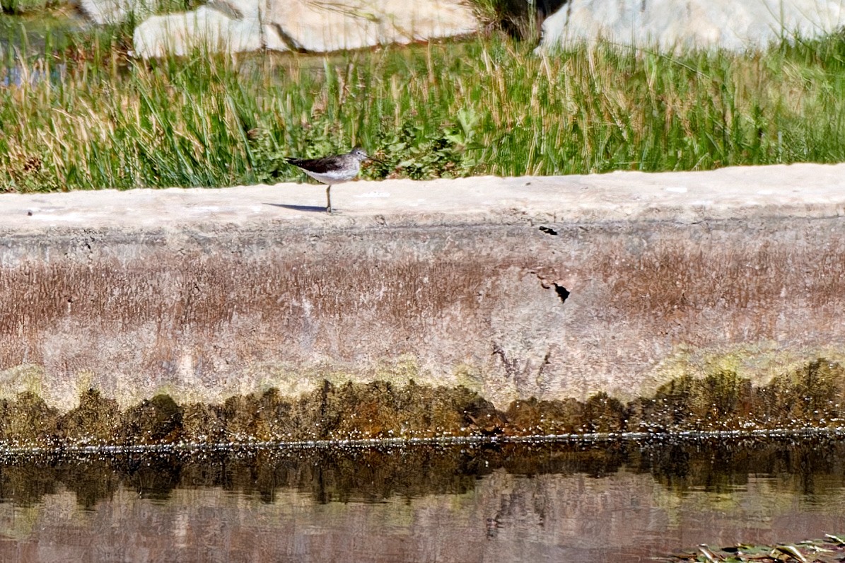 Green Sandpiper - ML615879528