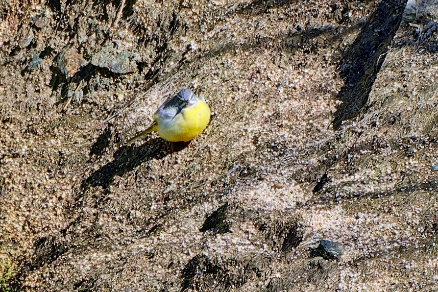 Gray Wagtail - ML615879536