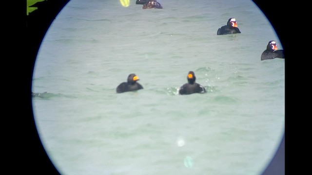 Black Scoter - ML615879545