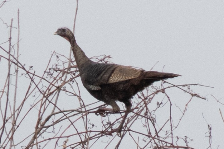 Wild Turkey - ML615879575