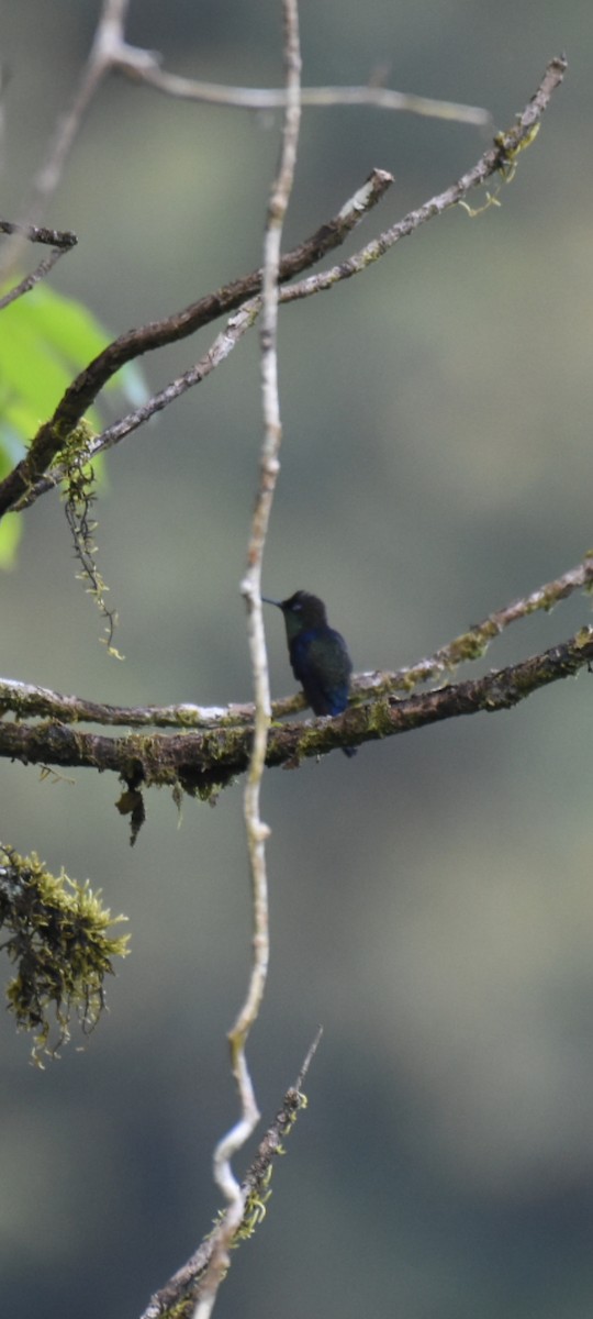 kolibřík vidloocasý - ML615879616