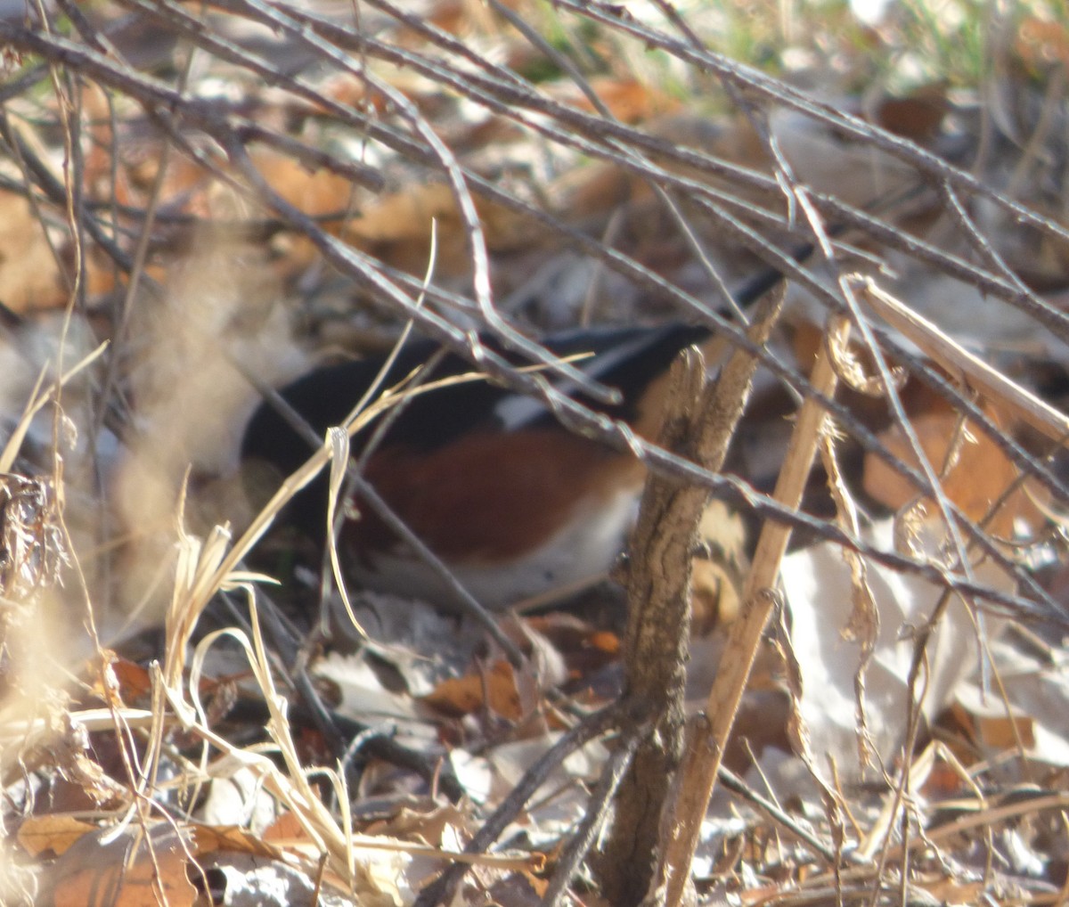 Eastern Towhee - ML615879626