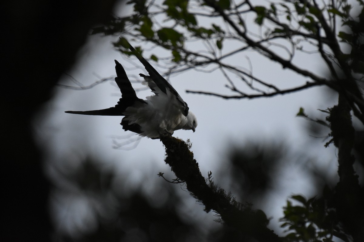 luňák vlaštovčí - ML615879631