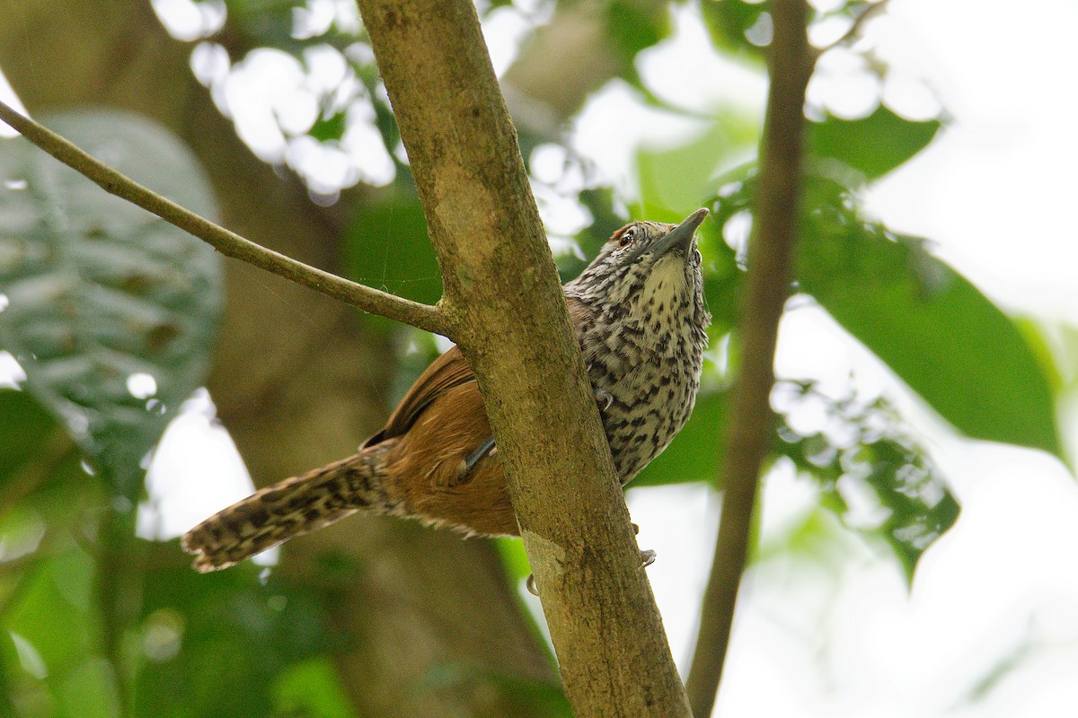 Spot-breasted Wren - ML615879639