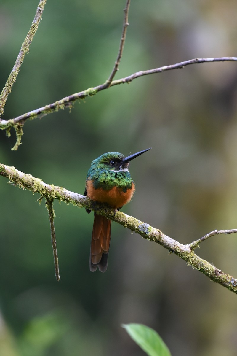 leskovec neotropický - ML615879648