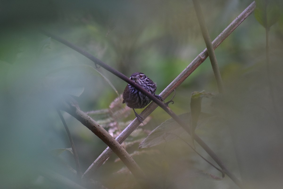 střízlík šupinkoprsý - ML615879694