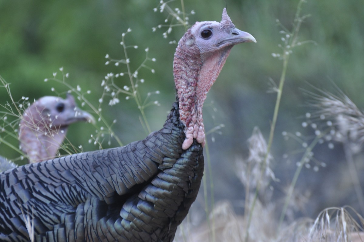 Wild Turkey - Antoine Rabussier