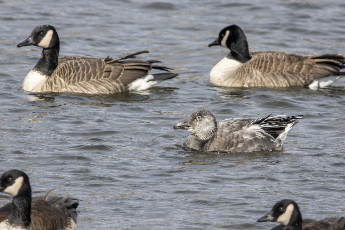 Snow Goose - ML615879707