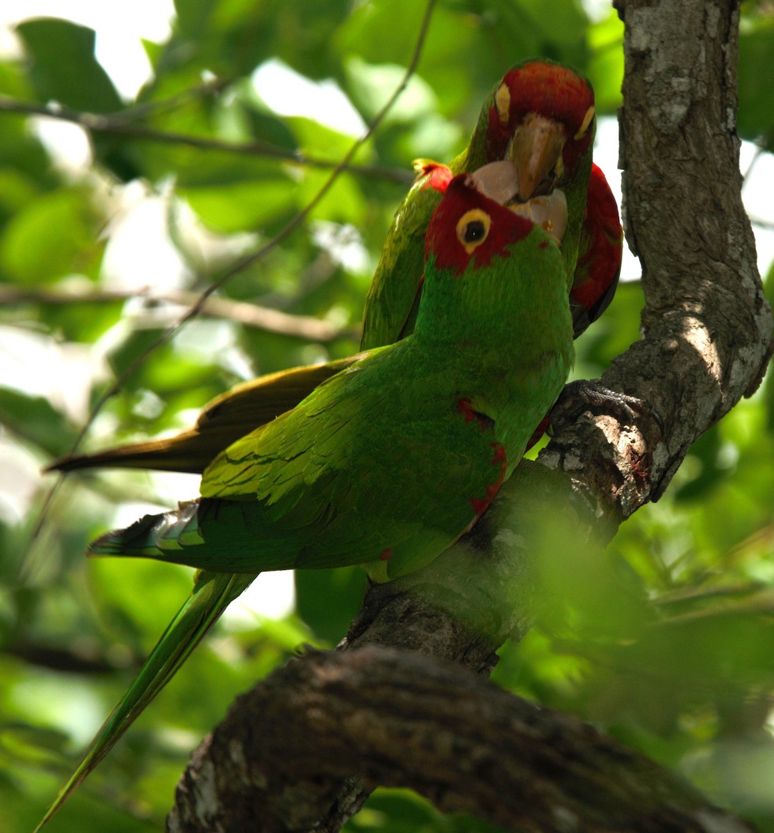 Red-masked Parakeet - ML615879711