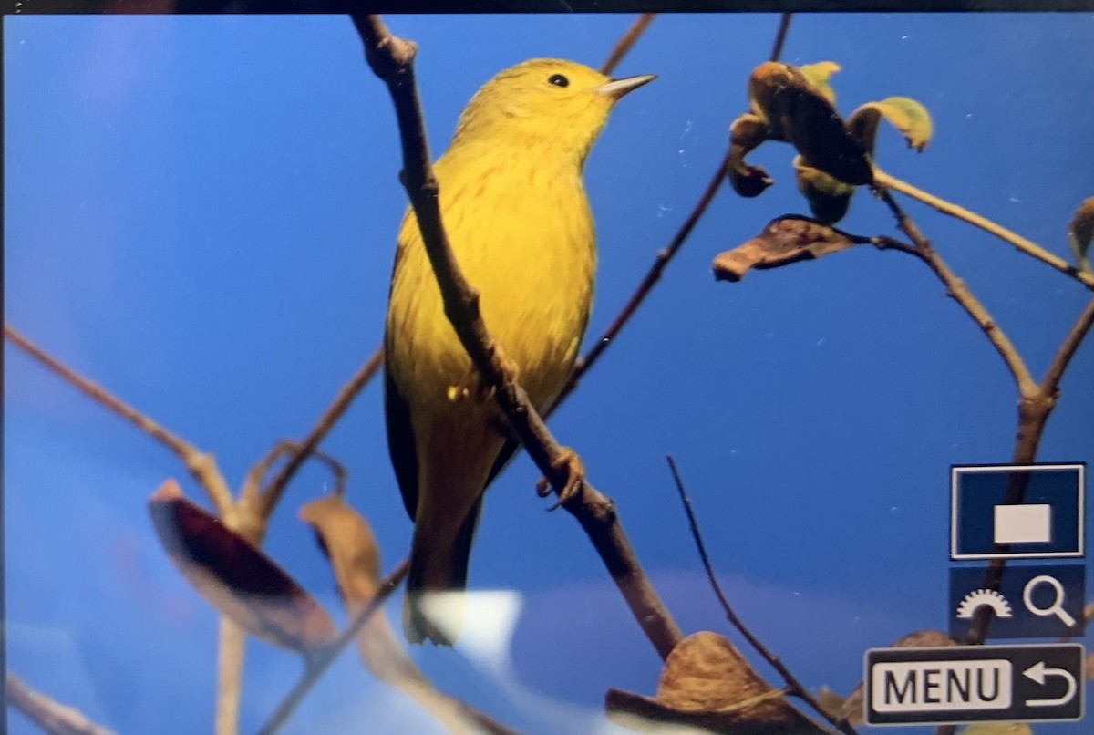 Yellow Warbler - ML615879726