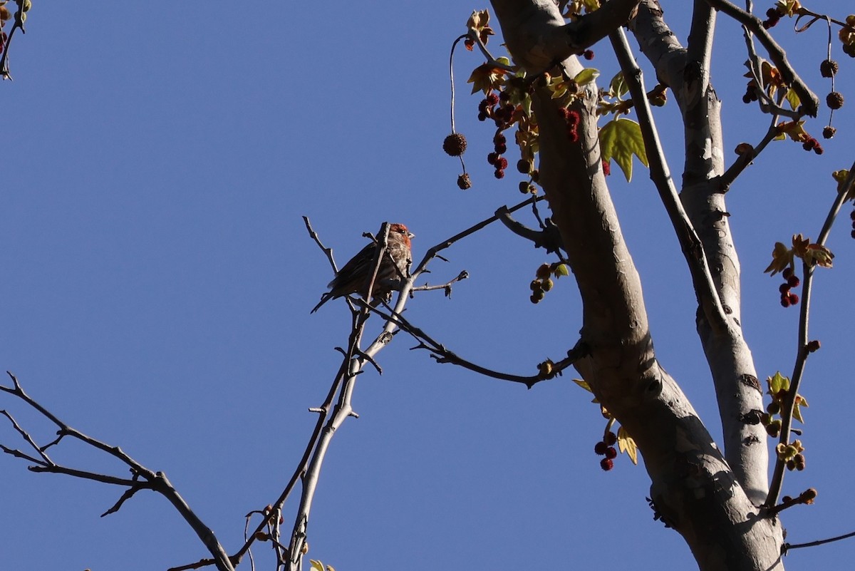 House Finch - ML615879727